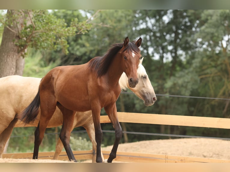 PRE Mix Merrie 1 Jaar 151 cm Bruin in Speyer