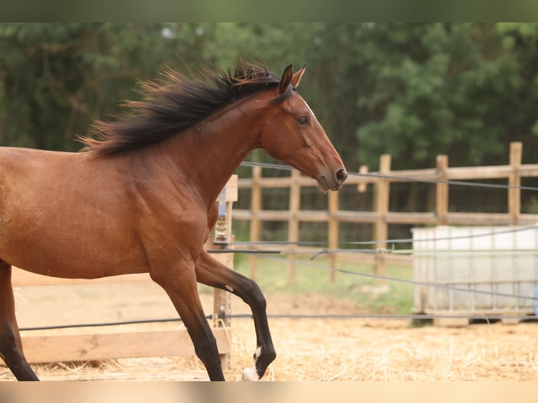 PRE Mix Merrie 1 Jaar 151 cm Bruin in Speyer