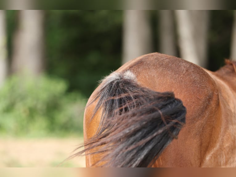 PRE Mix Merrie 1 Jaar 151 cm Bruin in Speyer