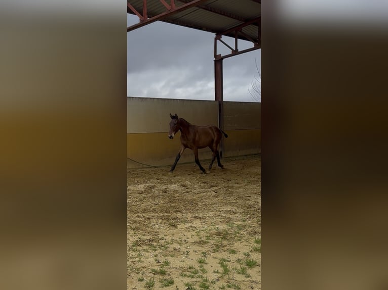 PRE Mix Merrie 1 Jaar 152 cm Bruin in Andujar