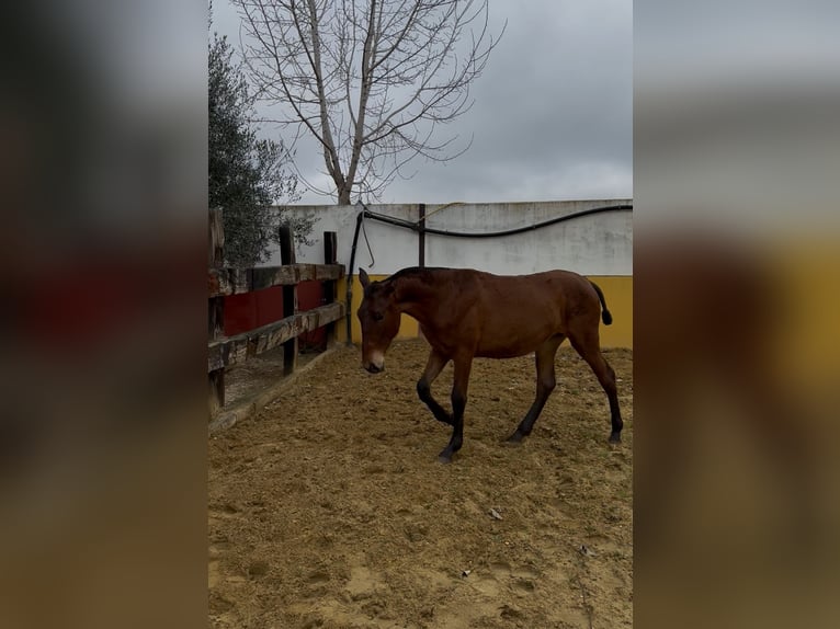 PRE Mix Merrie 1 Jaar 152 cm Bruin in Andujar