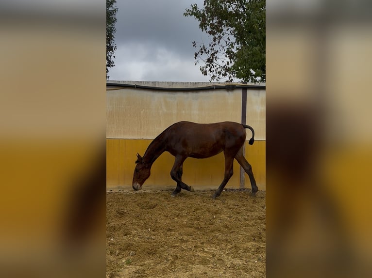 PRE Mix Merrie 1 Jaar 152 cm Bruin in Andujar