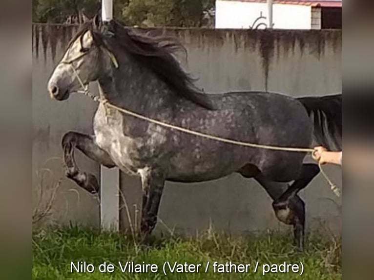 PRE Merrie 1 Jaar 155 cm Schimmel in Provinz Granada