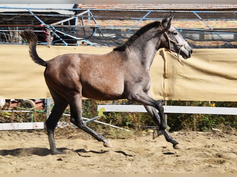 PRE Merrie 1 Jaar 155 cm Schimmel in Provinz Granada