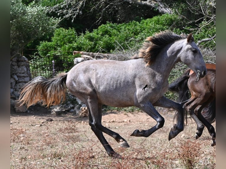 PRE Mix Merrie 1 Jaar 155 cm Schimmel in Menorca