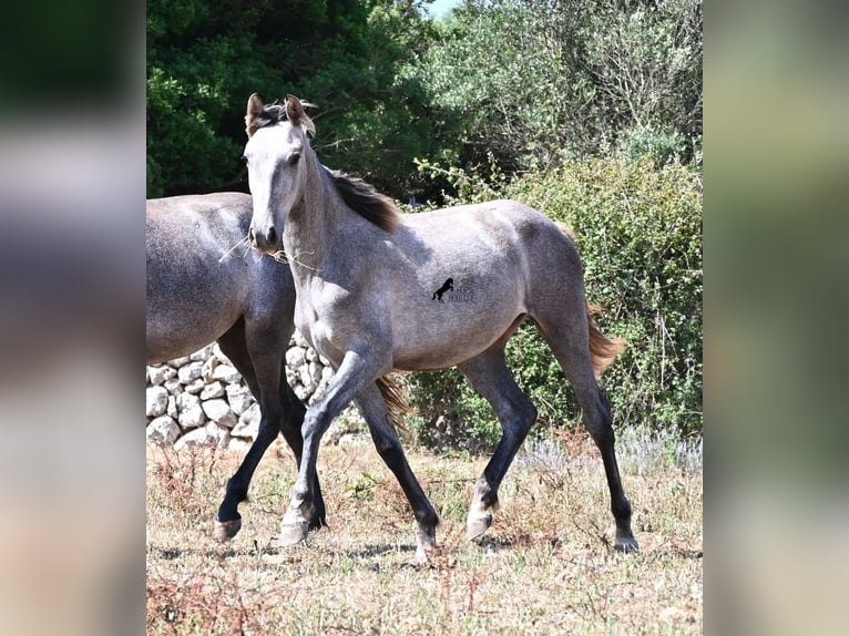 PRE Mix Merrie 1 Jaar 155 cm Schimmel in Menorca