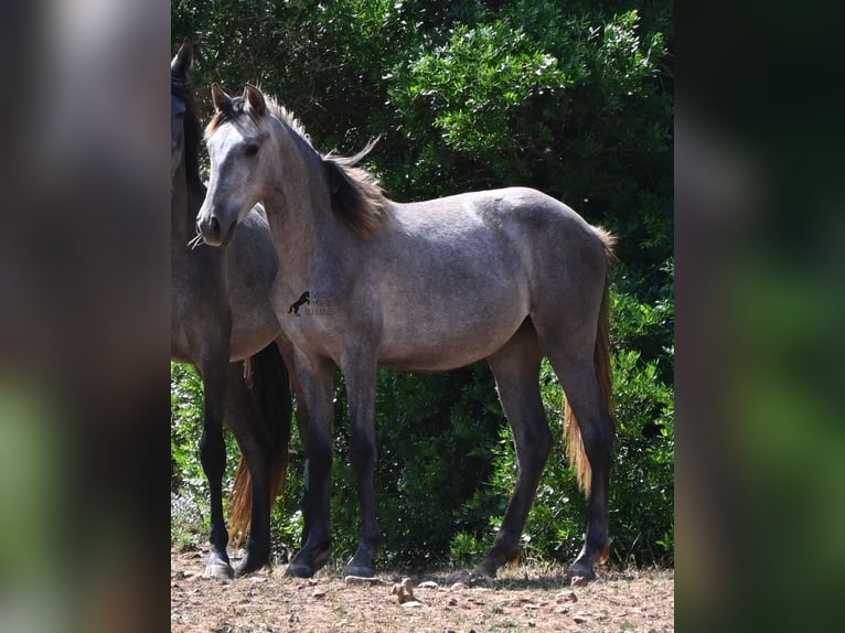 PRE Mix Merrie 1 Jaar 155 cm Schimmel in Menorca
