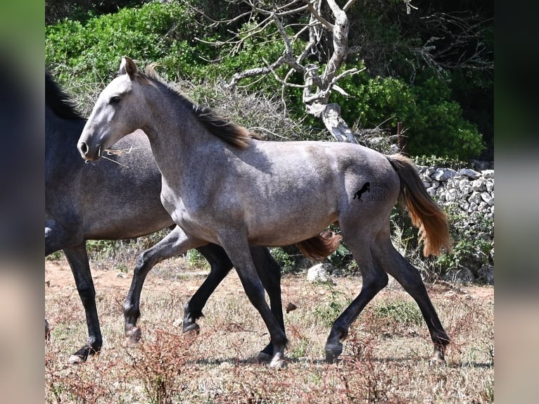 PRE Mix Merrie 1 Jaar 155 cm Schimmel in Menorca