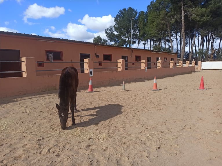 PRE Merrie 1 Jaar 155 cm Zwart in Pedralba