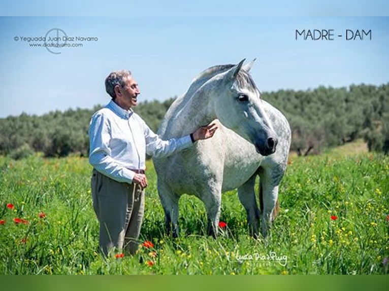 PRE Mix Merrie 1 Jaar 156 cm Bruin in Arjona