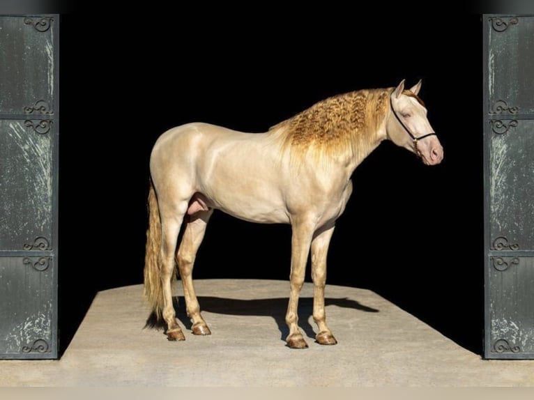 PRE Merrie 1 Jaar 157 cm Falbe in Urmatt