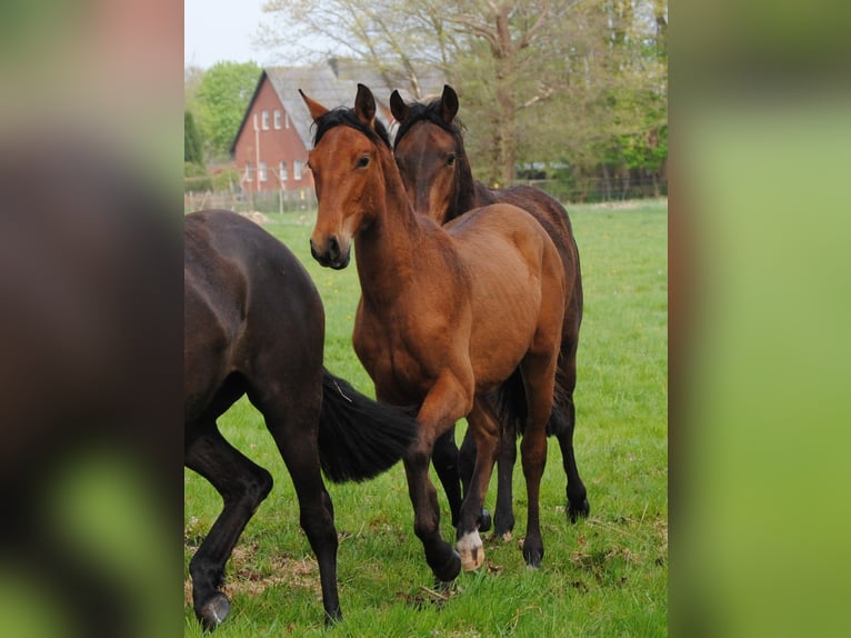 PRE Mix Merrie 1 Jaar 158 cm Bruin in Himmelpforten