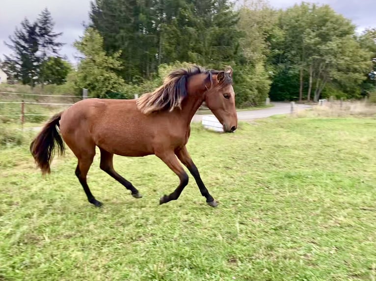 PRE Mix Merrie 1 Jaar 160 cm Bruin in Ballenstedt