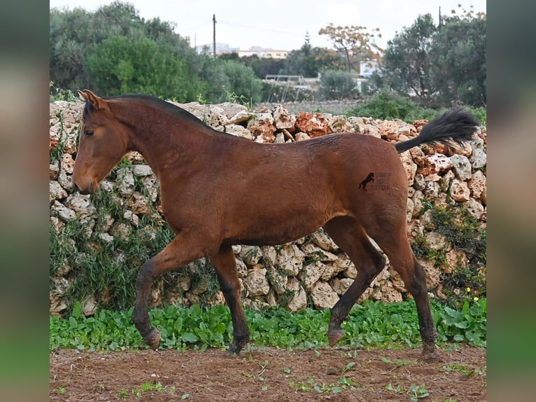 PRE Mix Merrie 1 Jaar 160 cm Bruin in Menorca
