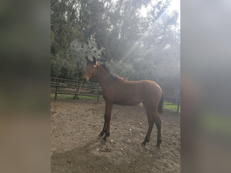 PRE Merrie 1 Jaar 160 cm Bruin in Alhaurín el Grande