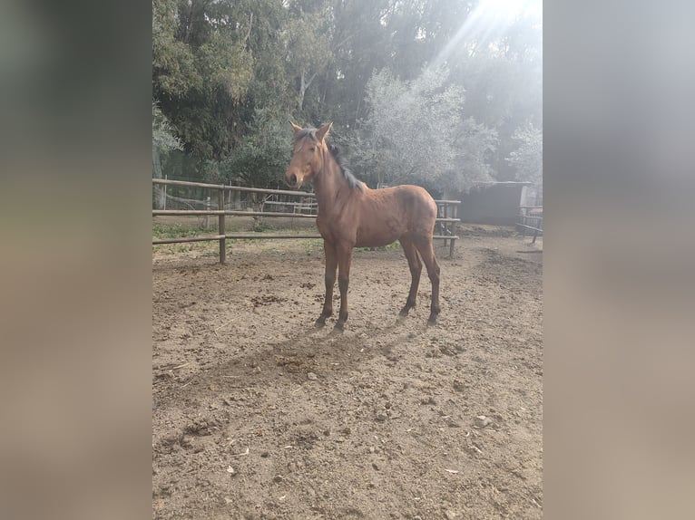 PRE Merrie 1 Jaar 160 cm Bruin in Alhaurín el Grande