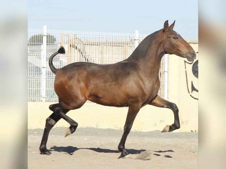 PRE Mix Merrie 1 Jaar 160 cm Bruin in Alcantarilla