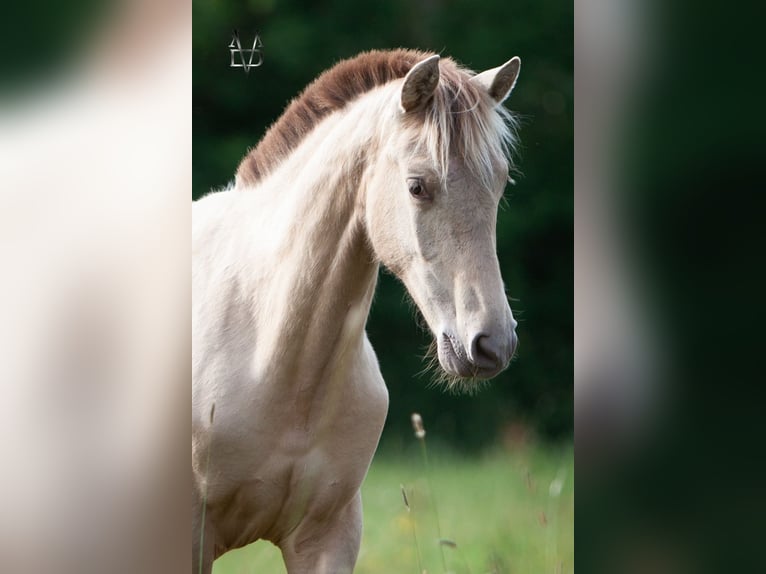 PRE Mix Merrie 1 Jaar 160 cm Champagne in La Vespi&#xE8;re-Friardel