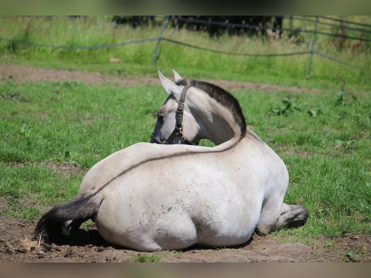 PRE Mix Merrie 1 Jaar 160 cm Grullo in Postfeld