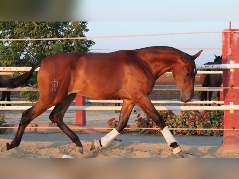 PRE Merrie 1 Jaar 160 cm Lichtbruin in Los Rosales