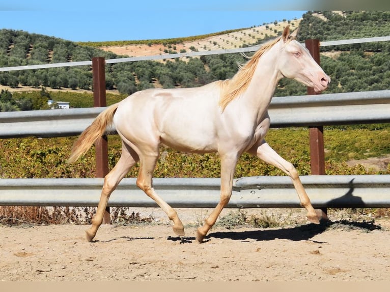 PRE Mix Merrie 1 Jaar 160 cm Perlino in Provinz Cordoba