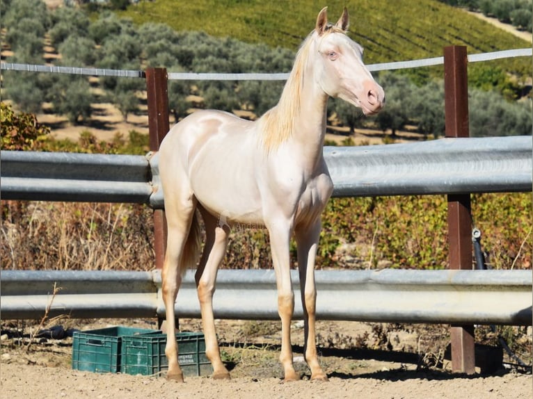 PRE Mix Merrie 1 Jaar 160 cm Perlino in Provinz Cordoba
