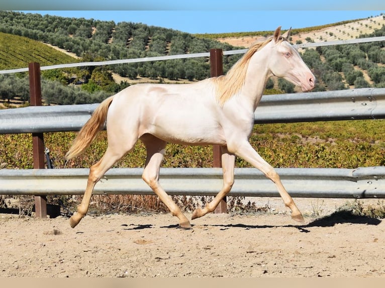 PRE Merrie 1 Jaar 160 cm Perlino in Provinz Cordoba