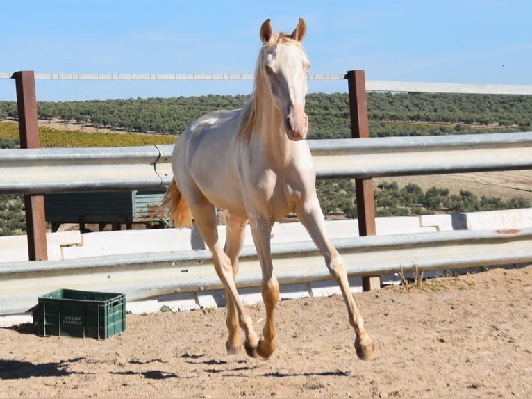 PRE Merrie 1 Jaar 160 cm Perlino in Provinz Cordoba