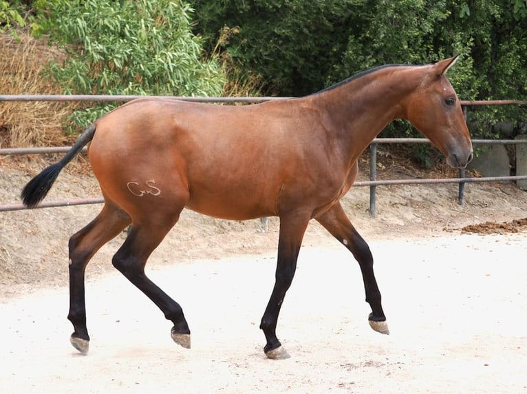 PRE Mix Merrie 1 Jaar 160 cm Roodbruin in NAVAS DEL MADRONO