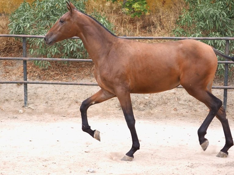 PRE Mix Merrie 1 Jaar 160 cm Roodbruin in NAVAS DEL MADRONO