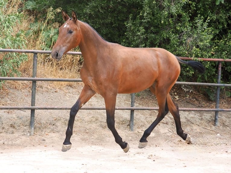 PRE Mix Merrie 1 Jaar 160 cm Roodbruin in NAVAS DEL MADRONO