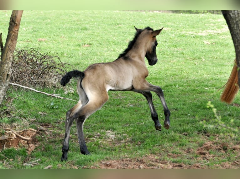 PRE Merrie 1 Jaar 160 cm Schimmel in Waldh&#xF6;lzbach