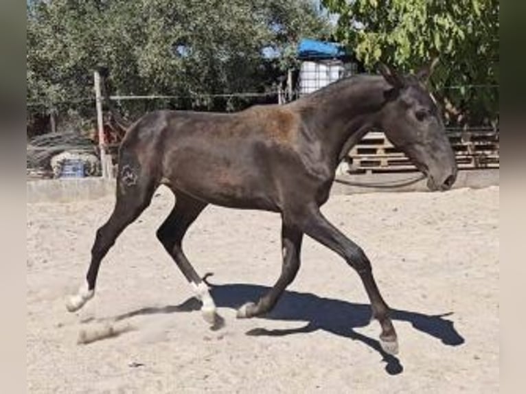 PRE Mix Merrie 1 Jaar 160 cm Zwart in Alicante/Alacant