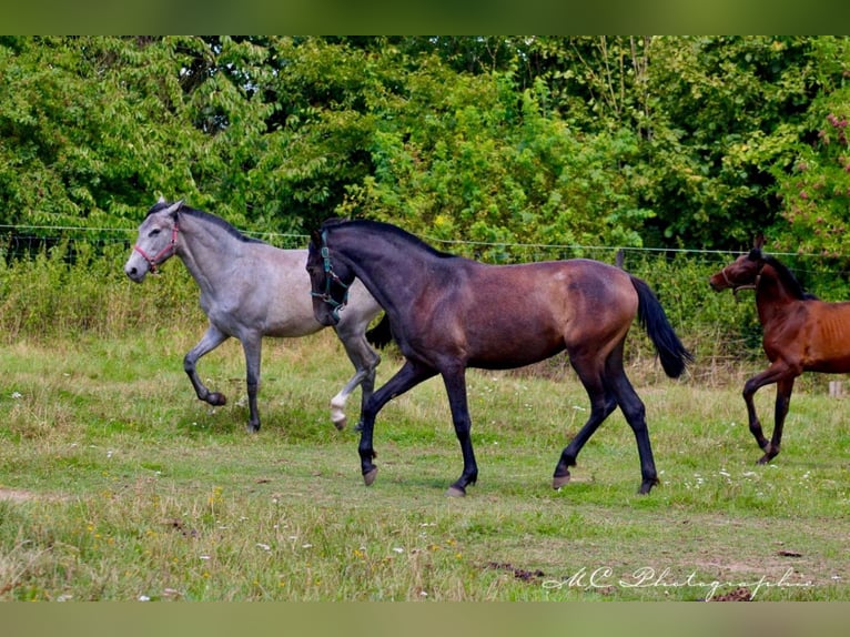 PRE Merrie 1 Jaar 160 cm Zwartschimmel in Brandis