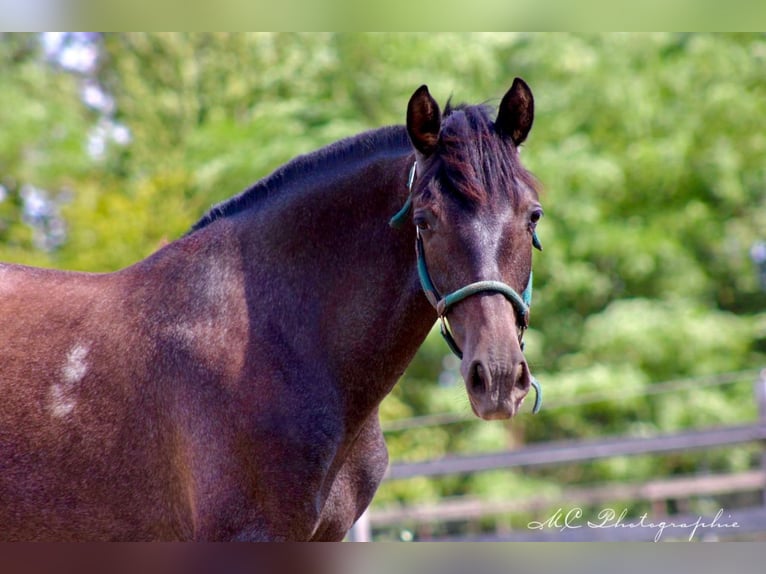 PRE Merrie 1 Jaar 160 cm Zwartschimmel in Brandis