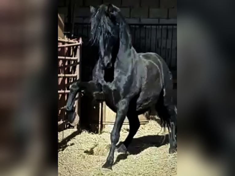 PRE Merrie 1 Jaar 163 cm Bruin in Vegas Del Condado