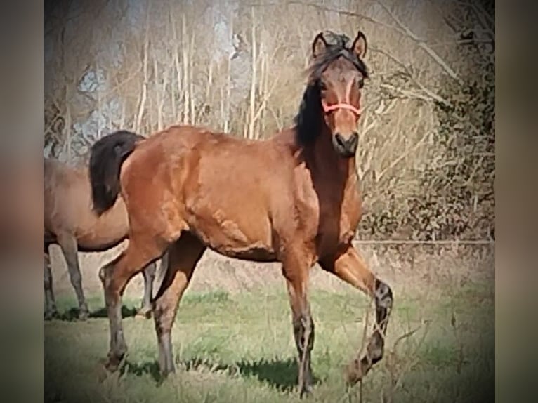 PRE Merrie 1 Jaar 163 cm Bruin in Vegas Del Condado