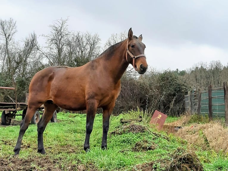 PRE Merrie 1 Jaar 163 cm Bruin in Vegas Del Condado