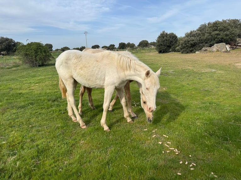 PRE Mix Merrie 1 Jaar 163 cm Cremello in Avila