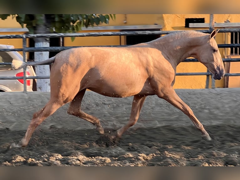 PRE Mix Merrie 1 Jaar 163 cm Palomino in Vilanova I La Geltru