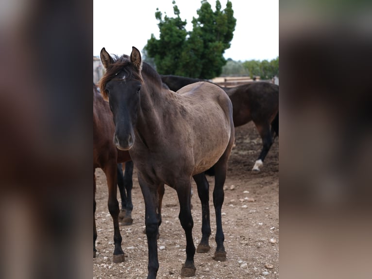 PRE Mix Merrie 1 Jaar 163 cm Zwart in Hamburg