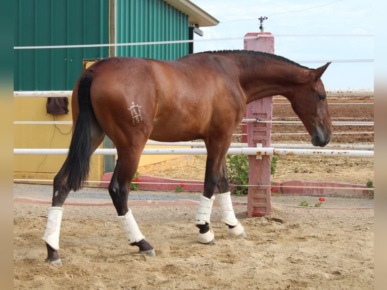 PRE Merrie 1 Jaar 164 cm Lichtbruin in Los Rosales