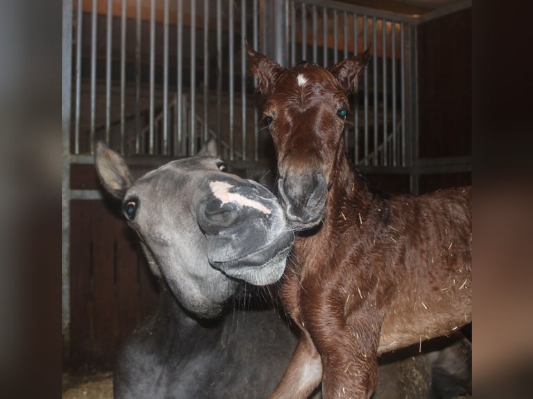 PRE Mix Merrie 1 Jaar 165 cm Bruin in Alveringem