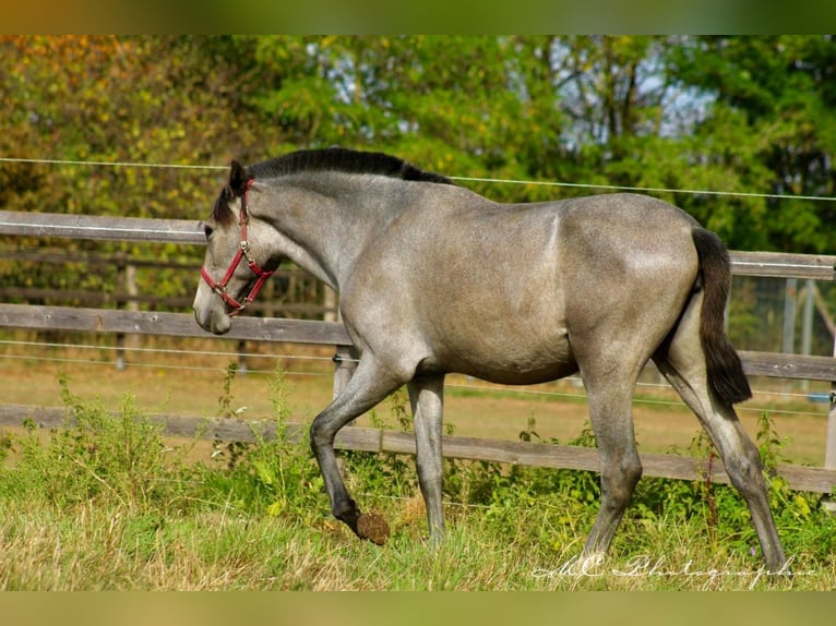 PRE Merrie 1 Jaar 165 cm Schimmel in Brandis