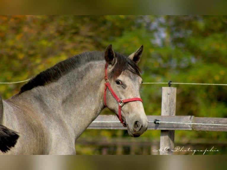 PRE Merrie 1 Jaar 165 cm Schimmel in Brandis