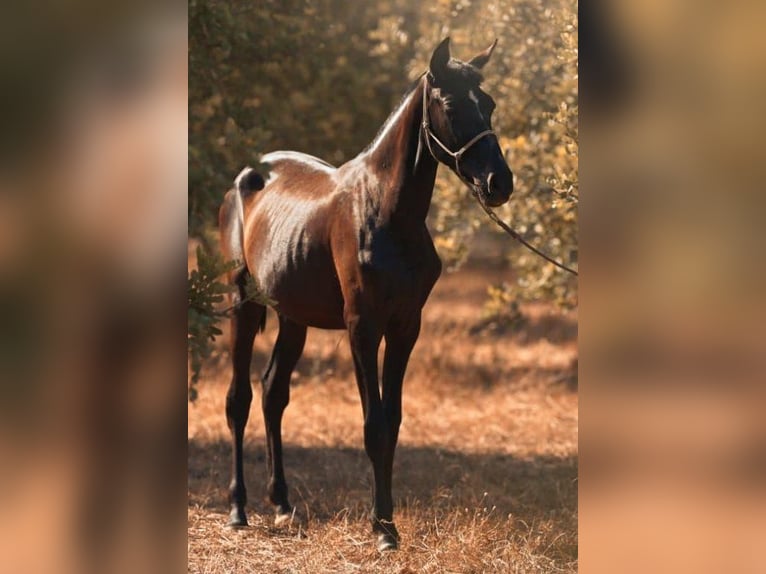 PRE Merrie 1 Jaar 165 cm Schimmel in Felanitx