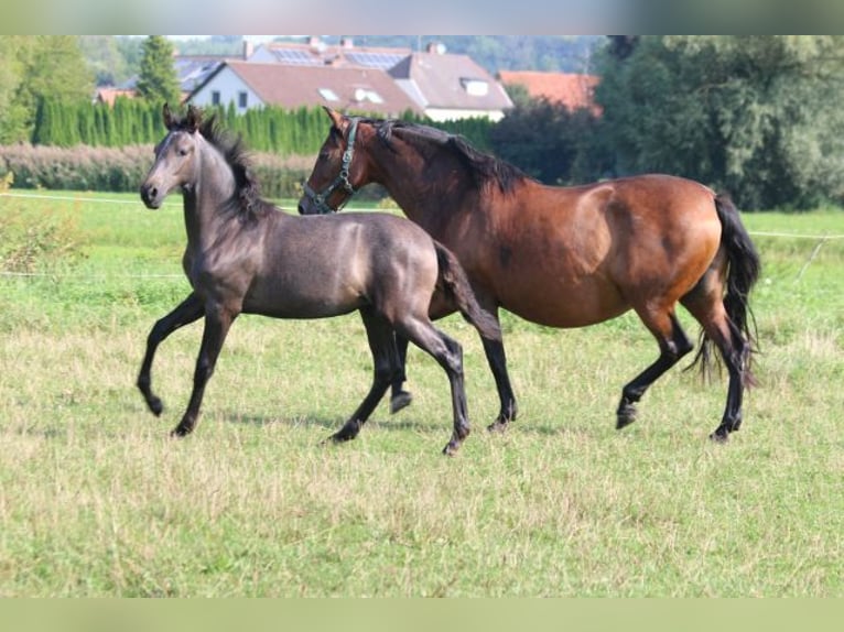 PRE Merrie 1 Jaar 165 cm Schimmel in Bibertal