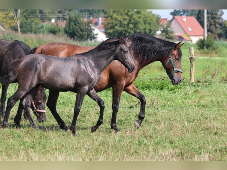 PRE Merrie 1 Jaar 165 cm Schimmel in Bibertal