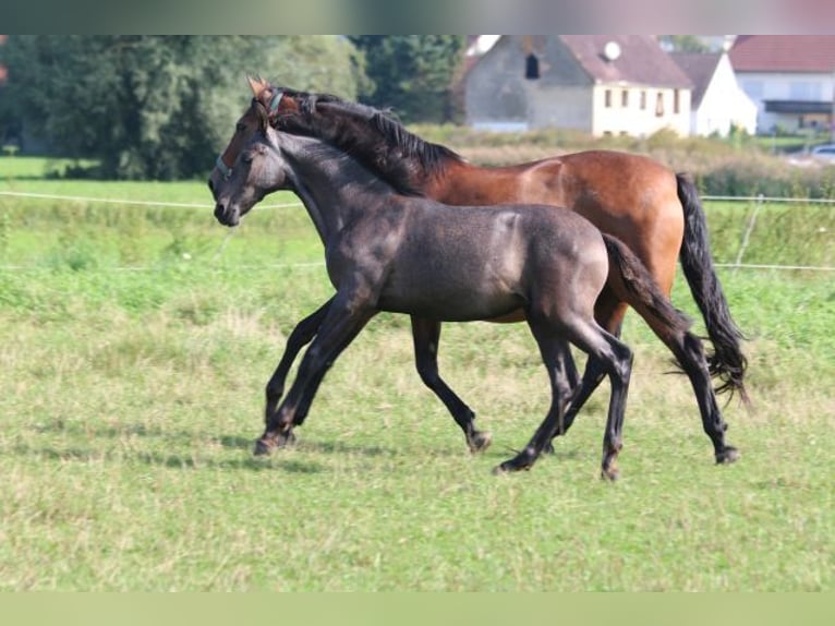 PRE Merrie 1 Jaar 165 cm Schimmel in Bibertal