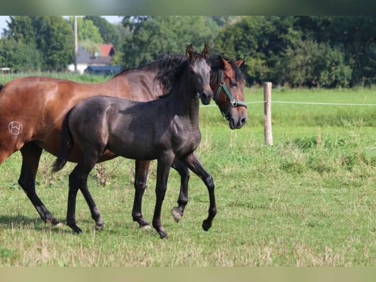 PRE Merrie 1 Jaar 165 cm Schimmel in Bibertal